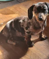 Tiny, a female Miniature Dachshund for sale in Indianapolis, IN – 3 of 3