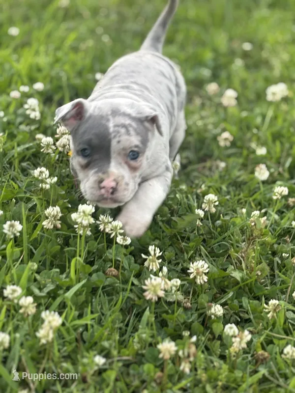 TwoFace, a female American Bully for sale in Elkmont, AL – 1 of 6