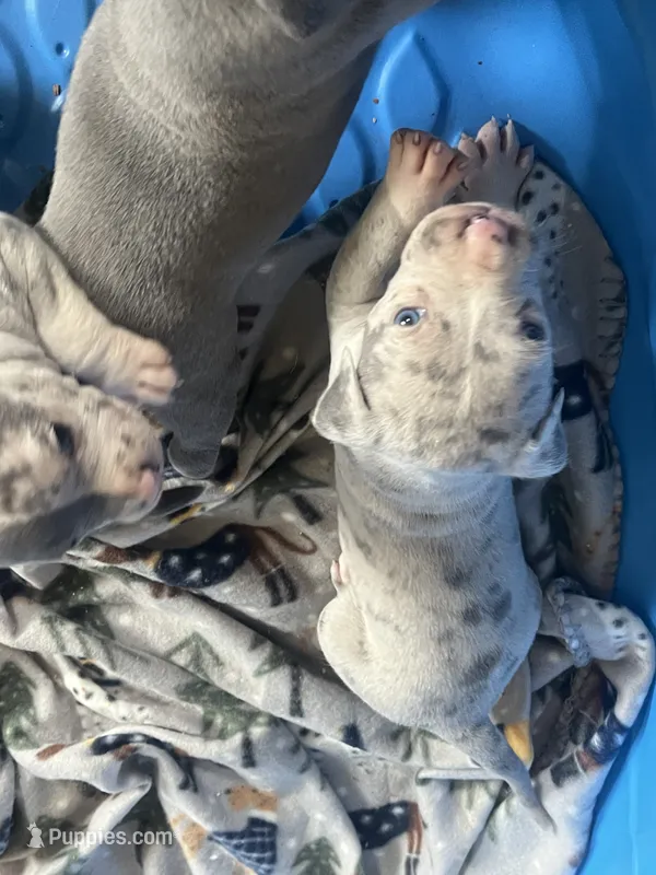 Princess – American Bully puppy for sale in Elkmont, AL