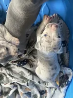 Princess, a female American Bully for sale in Elkmont, AL – 1 of 5