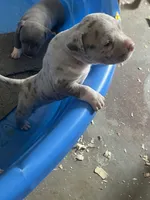 Princess, a female American Bully for sale in Elkmont, AL – 2 of 5