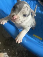 TwoFace, a female American Bully for sale in Elkmont, AL – 5 of 6