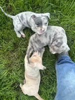 TwoFace, a female American Bully for sale in Elkmont, AL – 3 of 6