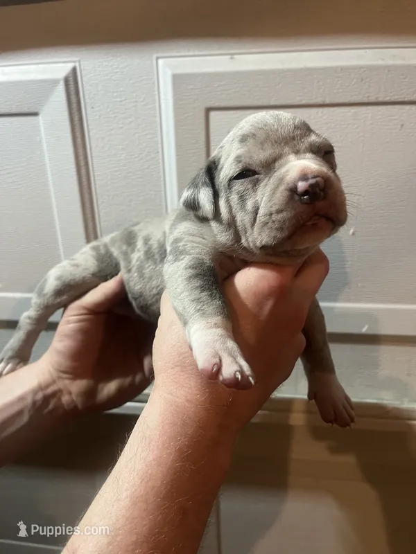 Jr. – American Bully puppy for sale in Elkmont, AL