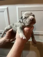 Jr., a male American Bully for sale in Elkmont, AL – 2 of 4
