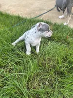 TwoFace, a female American Bully for sale in Elkmont, AL – 2 of 6
