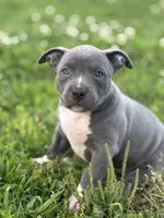 Bluzie , a female American Bully for sale in Elkmont, AL – 1 of 3