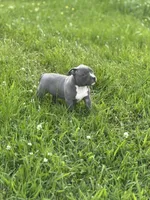 Lil Blu, a female American Bully for sale in Elkmont, AL – 2 of 2