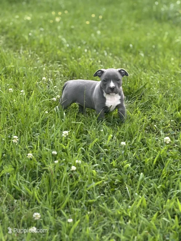 Lil Blu – American Bully puppy for sale in Elkmont, AL