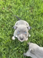 Bluzie , a female American Bully for sale in Elkmont, AL – 3 of 3