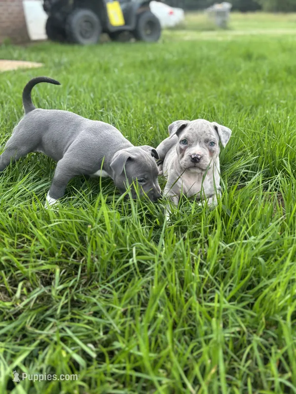 Jr. – American Bully puppy for sale in Elkmont, AL