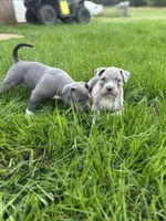 Jr., a male American Bully for sale in Elkmont, AL – 1 of 4