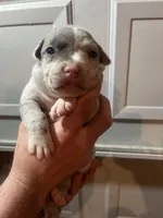 TwoFace, a female American Bully for sale in Elkmont, AL – 6 of 6