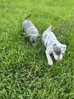 TwoFace, a female American Bully for sale in Elkmont, AL – 4 of 6