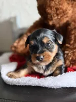  Jake, a male Yorkshire Terrier for sale in Wichita Falls, TX – Photo 6 of 9