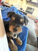  Jake, a male Yorkshire Terrier for sale in Wichita Falls, TX – Photo 1 of 9