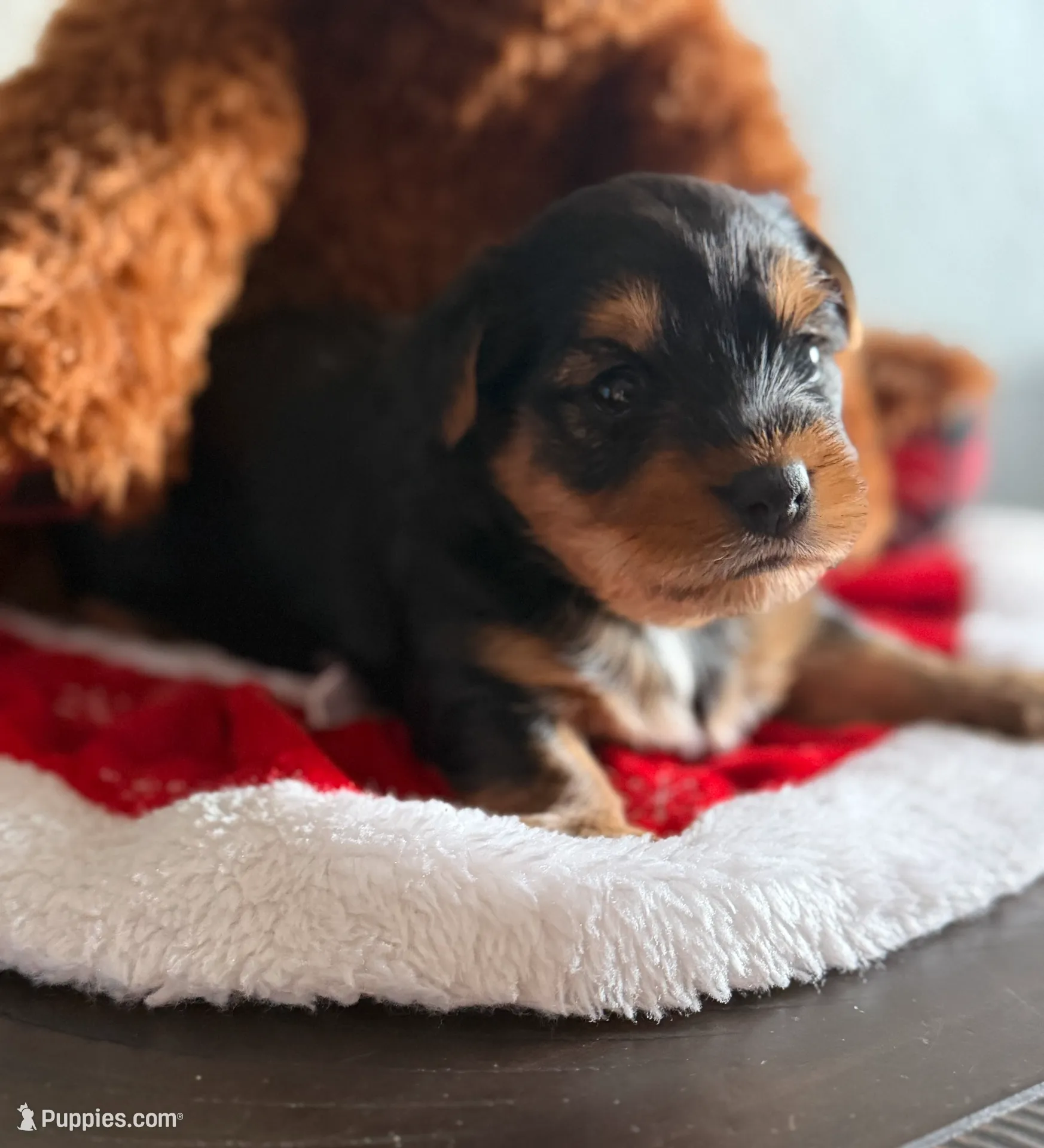 Jake, a male Yorkshire Terrier for sale in Wichita Falls, TX – Photo 4 of 9