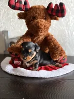  Jake, a male Yorkshire Terrier for sale in Wichita Falls, TX – Photo 3 of 9