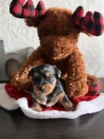  Jake, a male Yorkshire Terrier for sale in Wichita Falls, TX – Photo 7 of 9