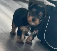  Jake, a male Yorkshire Terrier for sale in Wichita Falls, TX – Photo 8 of 9