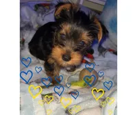  Jake, a male Yorkshire Terrier for sale in Wichita Falls, TX – Photo 9 of 9