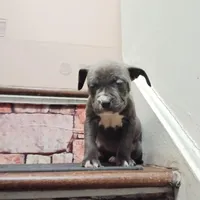 LauLing, a female American Pit Bull Terrier for sale in Norfolk, VA – Photo 1 of 3