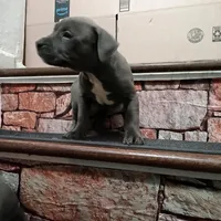 LauLing, a female American Pit Bull Terrier for sale in Norfolk, VA – Photo 3 of 3