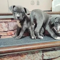 LauLing, a female American Pit Bull Terrier for sale in Norfolk, VA – Photo 2 of 3