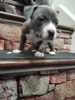 Romeo, a female American Pit Bull Terrier for sale in Norfolk, VA – Photo 2 of 3