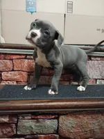 Sweetie, a female American Pit Bull Terrier for sale in Norfolk, VA – Photo 2 of 2