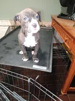 Sweetie, a female American Pit Bull Terrier for sale in Norfolk, VA – Photo 1 of 2