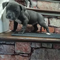 Jroc, a male American Pit Bull Terrier for sale in Norfolk, VA – Photo 1 of 3