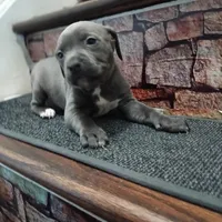 Jroc, a male American Pit Bull Terrier for sale in Norfolk, VA – Photo 2 of 3