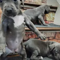 Jroc, a male American Pit Bull Terrier for sale in Norfolk, VA – Photo 3 of 3