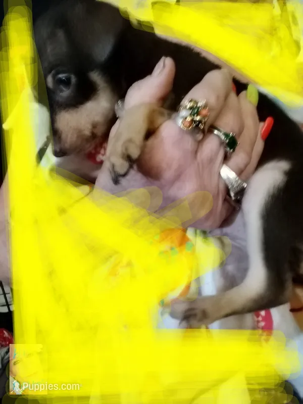 Little boy – Chihuahua puppy for sale in Zephyrhills, FL