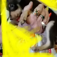 Little boy, a male Chihuahua for sale in Zephyrhills, FL – Photo 1 of 2