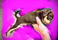 Little boy, a male Chihuahua for sale in Zephyrhills, FL – Photo 2 of 2