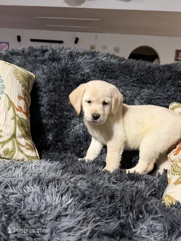 Irish Cream Golden/Lab Female – Goldador puppy for sale in Fort Mill, SC