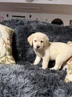 Irish Cream Golden/Lab Female, a female Goldador for sale in Fort Mill, SC – 1 of 2