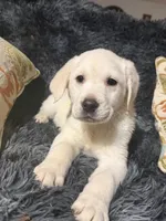 White Female Golden/Lab , a female Goldador for sale in Fort Mill, SC – 1 of 3
