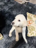 White Male Golden/Lab, a male Goldador for sale in Fort Mill, SC – 1 of 2
