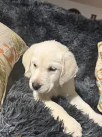 White Female Golden/Lab , a female Goldador for sale in Fort Mill, SC – 3 of 3