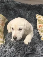 White Female Golden/Lab , a female Goldador for sale in Fort Mill, SC – 2 of 3