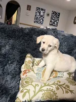 Irish Cream Golden/Lab Female, a female Goldador for sale in Fort Mill, SC – 2 of 2