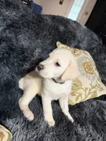 White Male Golden/Lab, a male Goldador for sale in Fort Mill, SC – 2 of 2