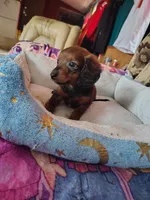 Lucky, a male Miniature Dachshund for sale in Abbotsford, WI – Photo 7 of 9