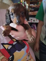 Lucky, a male Miniature Dachshund for sale in Abbotsford, WI – Photo 4 of 9