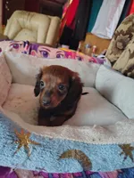 Lucky, a male Miniature Dachshund for sale in Abbotsford, WI – Photo 9 of 9