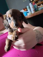 Lucky, a male Miniature Dachshund for sale in Abbotsford, WI – Photo 3 of 9