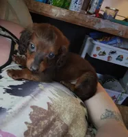 Lucky, a male Miniature Dachshund for sale in Abbotsford, WI – Photo 1 of 9